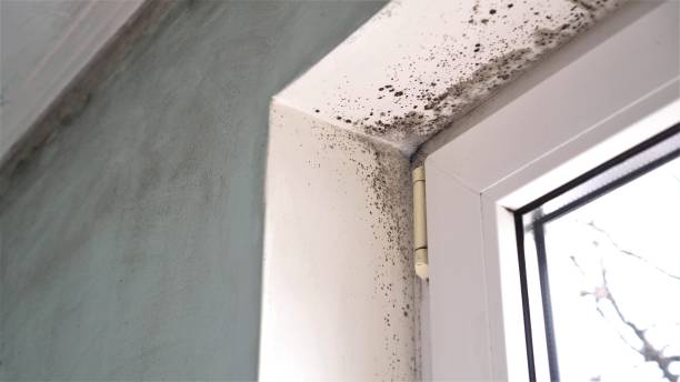 Why You Should Choose Our Mold Remediation Services in Gurdon, AR